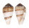 CONIDAE CONUS MERCATOR shell