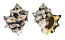 MURICIDAE THAIS TUBEROSA shell