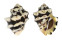 MURICIDAE THAIS TUBEROSA shell