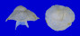 HIPPONICIDAE CHEILEA BULLA shell