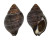 FASCIOLARIIDAE LATIROLAGENA SMARAGDULA shell
