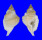 PERSONIDAE DISTORSIO RETICULARIS shell