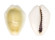 CYPRAEIDAE MONETARIA MONETA shell