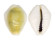 CYPRAEIDAE MONETARIA MONETA shell