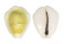 CYPRAEIDAE MONETARIA MONETA shell