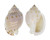 CASSIDAE SEMICASSIS BISULCATA shell