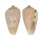 CONIDAE CONUS TINIANUS shell