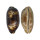 CYPRAEIDAE CHELYCYPRAEA TESTUDINARIA shell