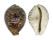 CYPRAEIDAE CYPRAEA TIGRIS shell