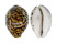 CYPRAEIDAE CYPRAEA TIGRIS shell