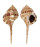 MURICIDAE VOKESIMUREX YUHSIUAE shell