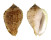 HARPIDAE MORUM AMABILE shell