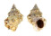 BURSIDAE BURSA THOMAE shell
