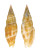 MITRIDAE VEXILLUM POPPEI shell