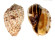 HARPIDAE HARPA MAJOR shell