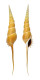 STROMBIDAE TIBIA FUSUS shell