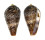 CONIDAE CONUS CACAO shell