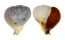 CORALLIOPHILIDAE RAPA RAPA shell