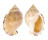 CASSIDAE SEMICASSIS INORNATA shell