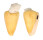 CONIDAE CONUS QUERCINUS shell