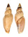 VOLUTIDAE FULGORARIA CHINOI shell