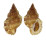 BURSIDAE BURSA GRANULARIS CUBANIANA shell