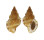 BURSIDAE BURSA GRANULARIS CUBANIANA shell