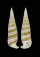 CERITHIIDAE RHINOCLAVIS FASCIATA shell