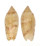 OLIVIDAE OLIVA SEMMELINKI shell