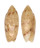 OLIVIDAE OLIVA SEMMELINKI shell