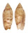 OLIVIDAE OLIVA SEMMELINKI shell