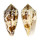 CONIDAE CONUS VICTORIAE shell