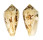 CONIDAE CONUS VICTORIAE shell