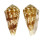 CONIDAE CONUS SULCOCASTANEUS shell