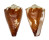 CONIDAE CONUS BRUNNEUS shell
