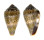 CONIDAE CONUS CACAO shell