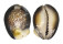 CYPRAEIDAE CYPRAEA CAPUTSERPENTIS shell