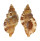 RANELLIDAE CYMATIUM MARTINIANUM shell