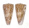 CONIDAE CONUS NOBILIS cf.SKINNERI shell