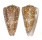 CONIDAE CONUS NOBILIS cf.SKINNERI shell
