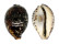 CYPRAEIDAE CYPRAEA TIGRIS shell
