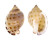 CASSIDAE PHALIUM BISULCATA BOOLEYI shell