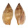 VOLUTIDAE LYRIA DELICIOSA shell