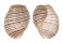 APLUSTRIDAE HYDATINA PHYSIS shell