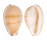 CYPRAEIDAE CYPRAEA COMPTONII COMPTONII shell