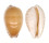 CYPRAEIDAE CYPRAEA COMPTONII COMPTONII shell