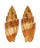MITRIDAE MITRA PUNCTICULATA shell