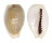 CYPRAEIDAE EROSARIA MILIARIS MILIARIS shell