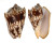 VOLUTIDAE CYMBIOLA VESPERTILIO shell