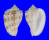 HARPIDAE MORUM NINOMIYAI shell